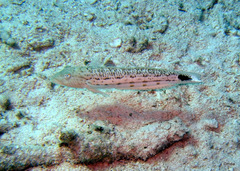 Parapercis hexophtalma