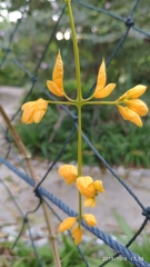 Petraeovitex