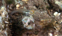 Ecsenius yaeyamaensis