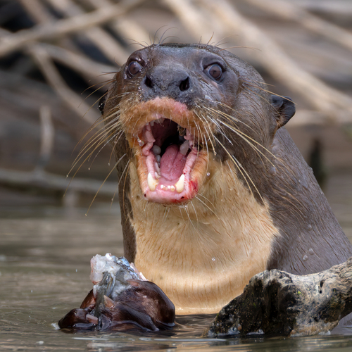Giant Otter, Upper Takutu-Upper Essequibo, GY, photo 8 of 10