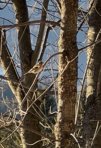 Brambling (Fringilla montifringilla), photo 7