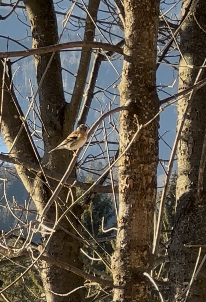 Brambling (Fringilla montifringilla), photo 7