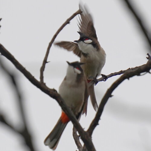 Red-whiskered Bulbul (Pycnonotus jocosus), photo 2