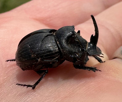 Copris ritsemae