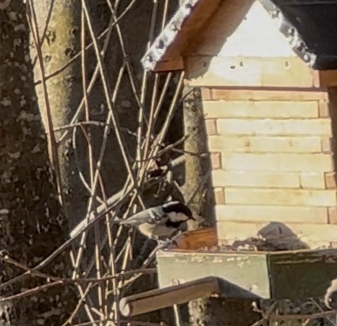 Coal Tit (Periparus ater), photo 4