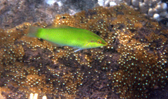Halichoeres chloropterus