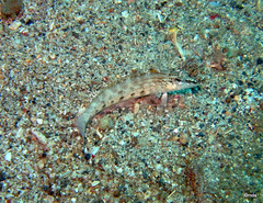Parapercis lineopunctata