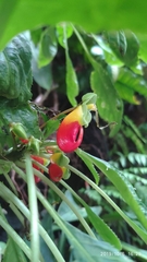 Impatiens niamniamensis