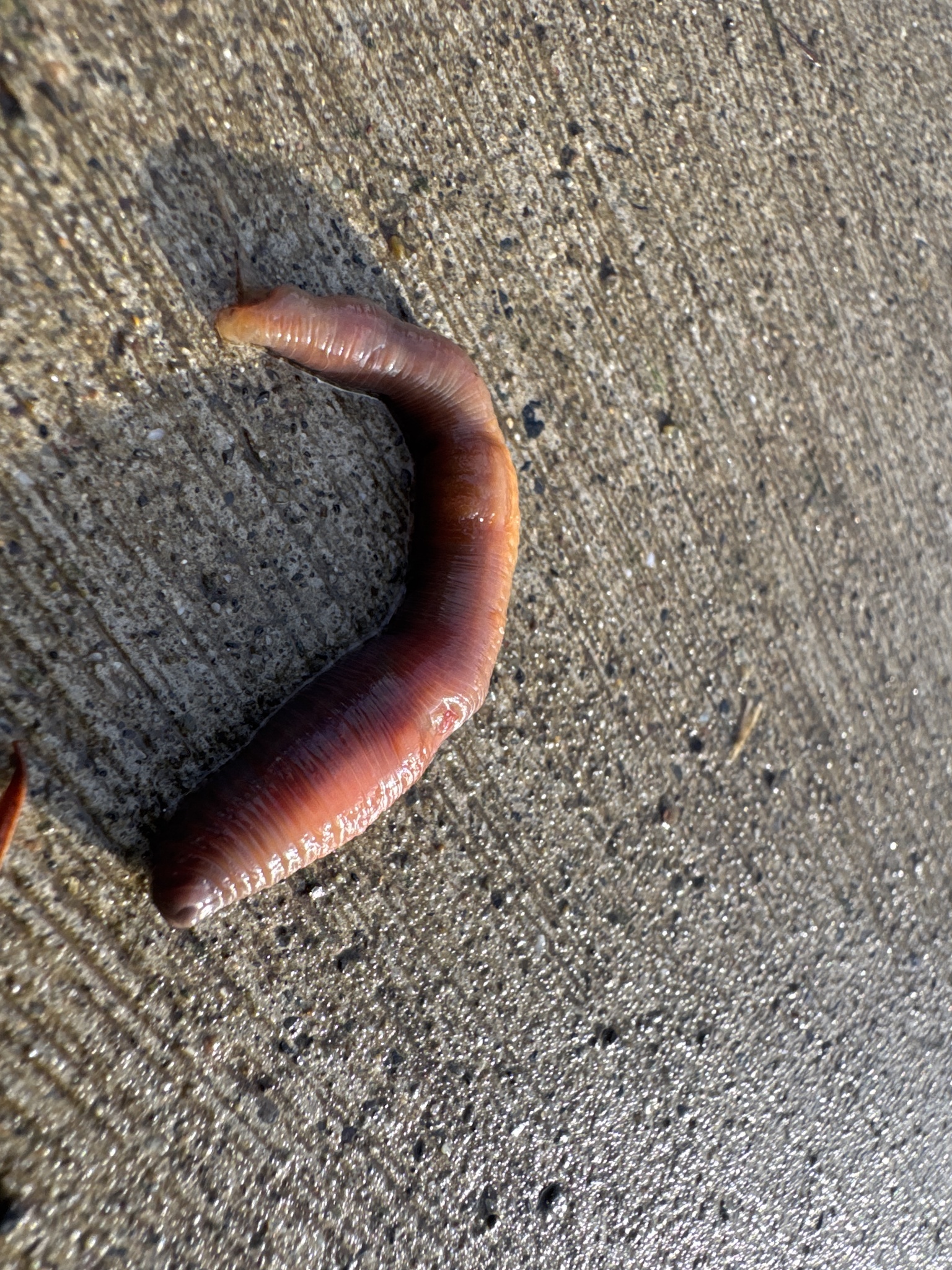Lumbricus terrestris Linnaeus, 1758