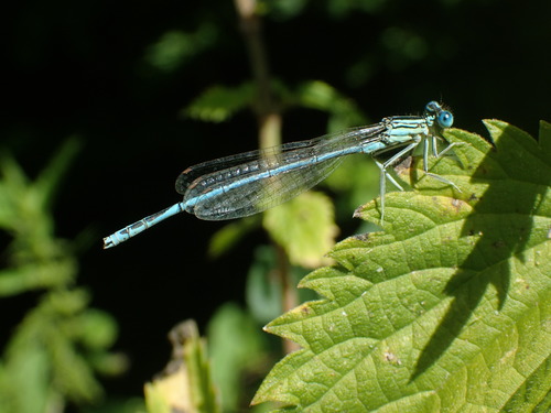 Baltakojė strėliukė nuotrauka