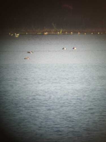 Common Pochard (Aythya ferina), photo 10