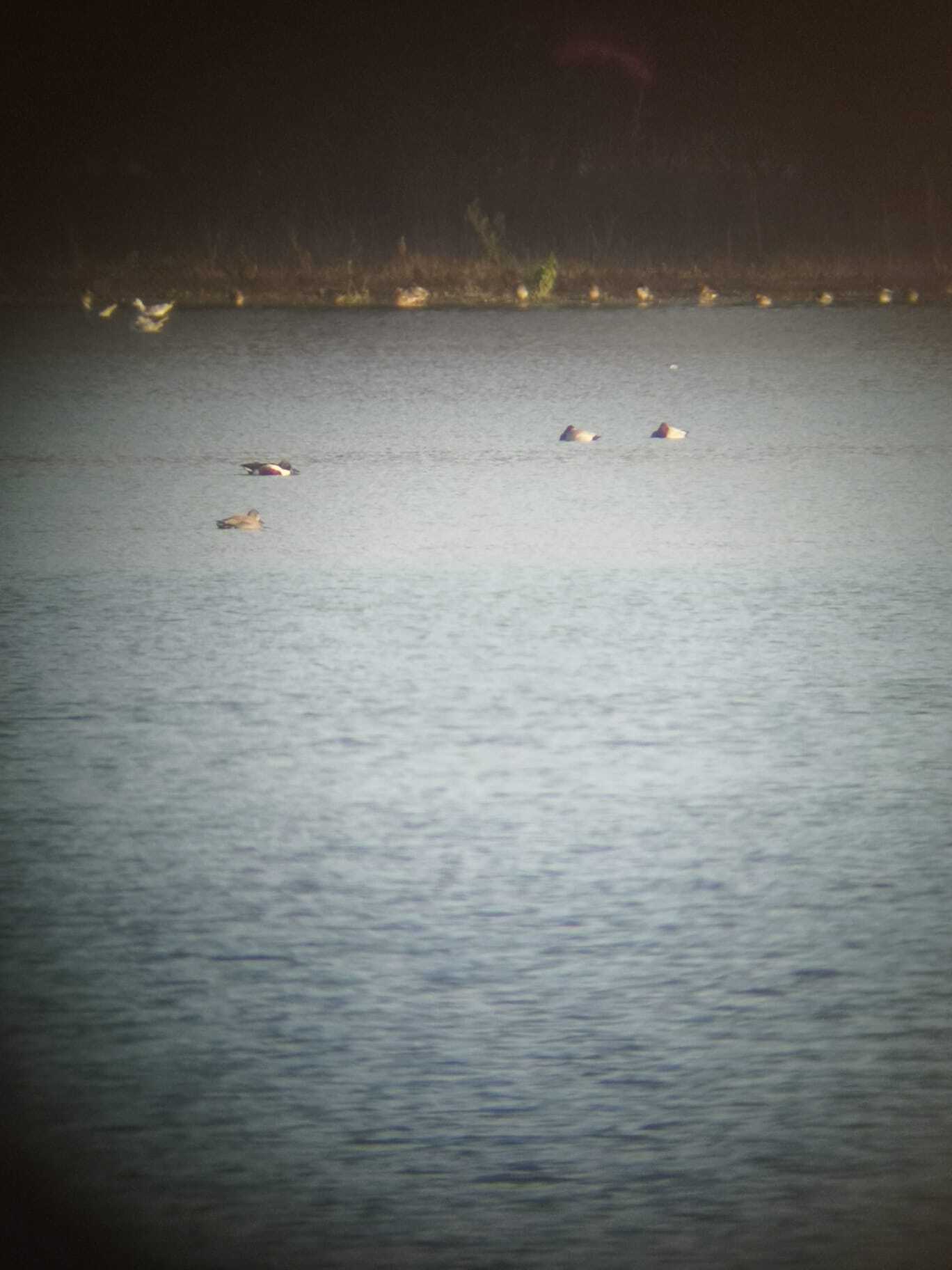 Common Pochard (Aythya ferina), photo 10
