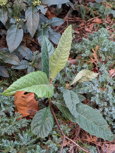 Loquat