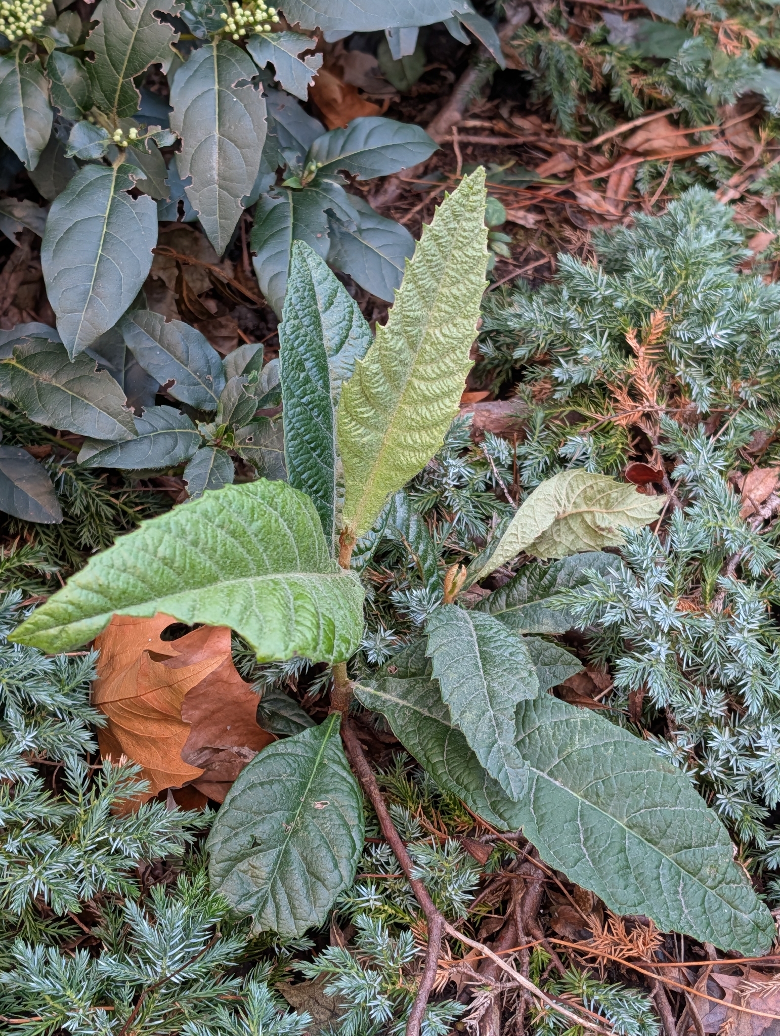 Foto de Rhaphiolepis bibas (Lour.) Galasso & Banfi