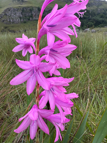 Watsonia lepida, photograph 4