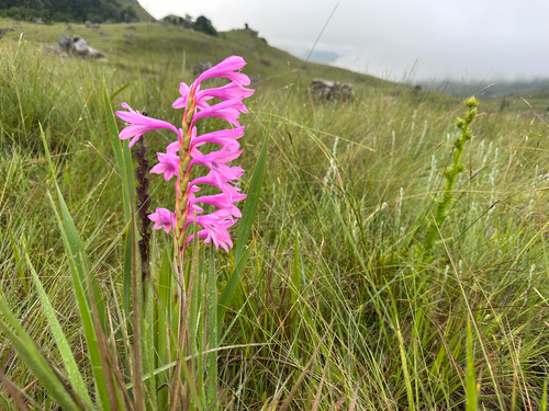 Watsonia lepida, photograph 3