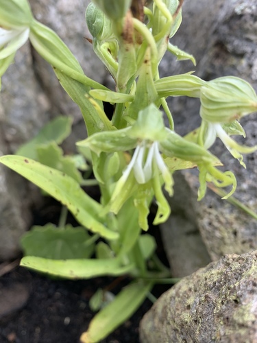 Bonatea boltonii image