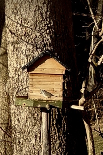 Crested Tit (Lophophanes cristatus), photo 7
