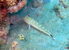 Parapercis hexophtalma