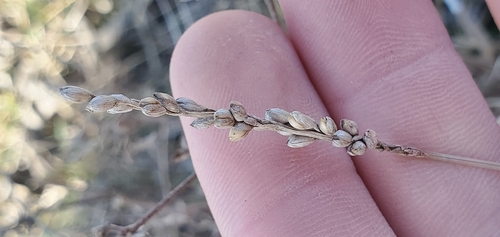 vine mesquite (Hopia obtusa)