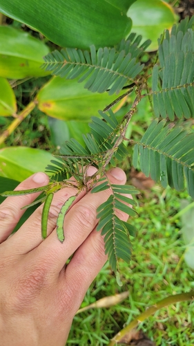 Chamaecrista nictitans observed 2026-01-03