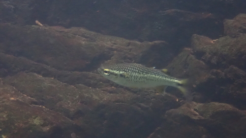 Bergharder (Agonostomus monticola) — Mugilidae — 4