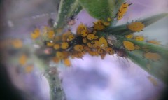 Lysiphlebus testaceipes