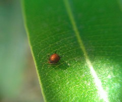 Lysiphlebus testaceipes