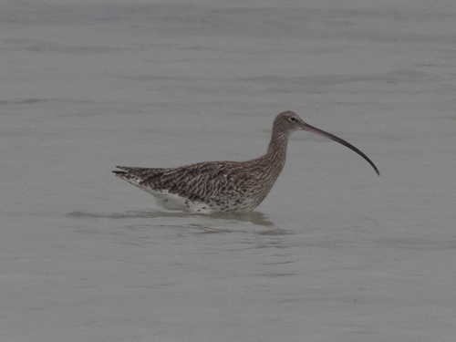 Eurasian Curlew photographed in Bahrain