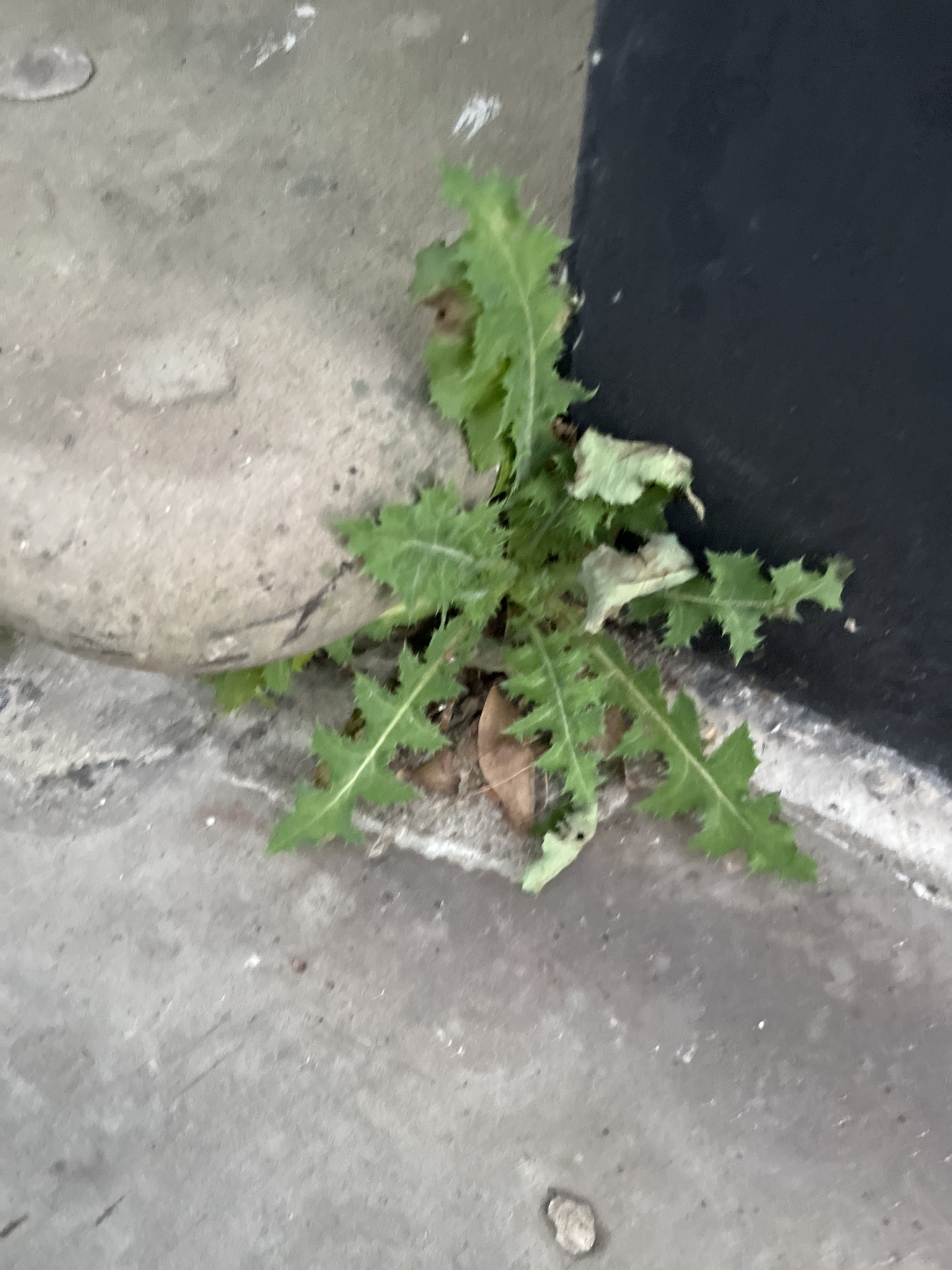 Imagem de Serralha-comum