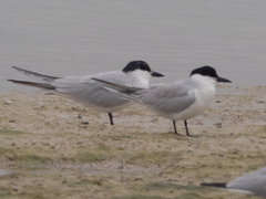Gelochelidon nilotica