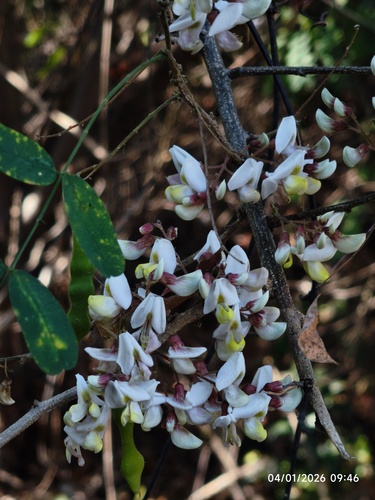 Rosary Babybonnets (Coursetia glandulosa)