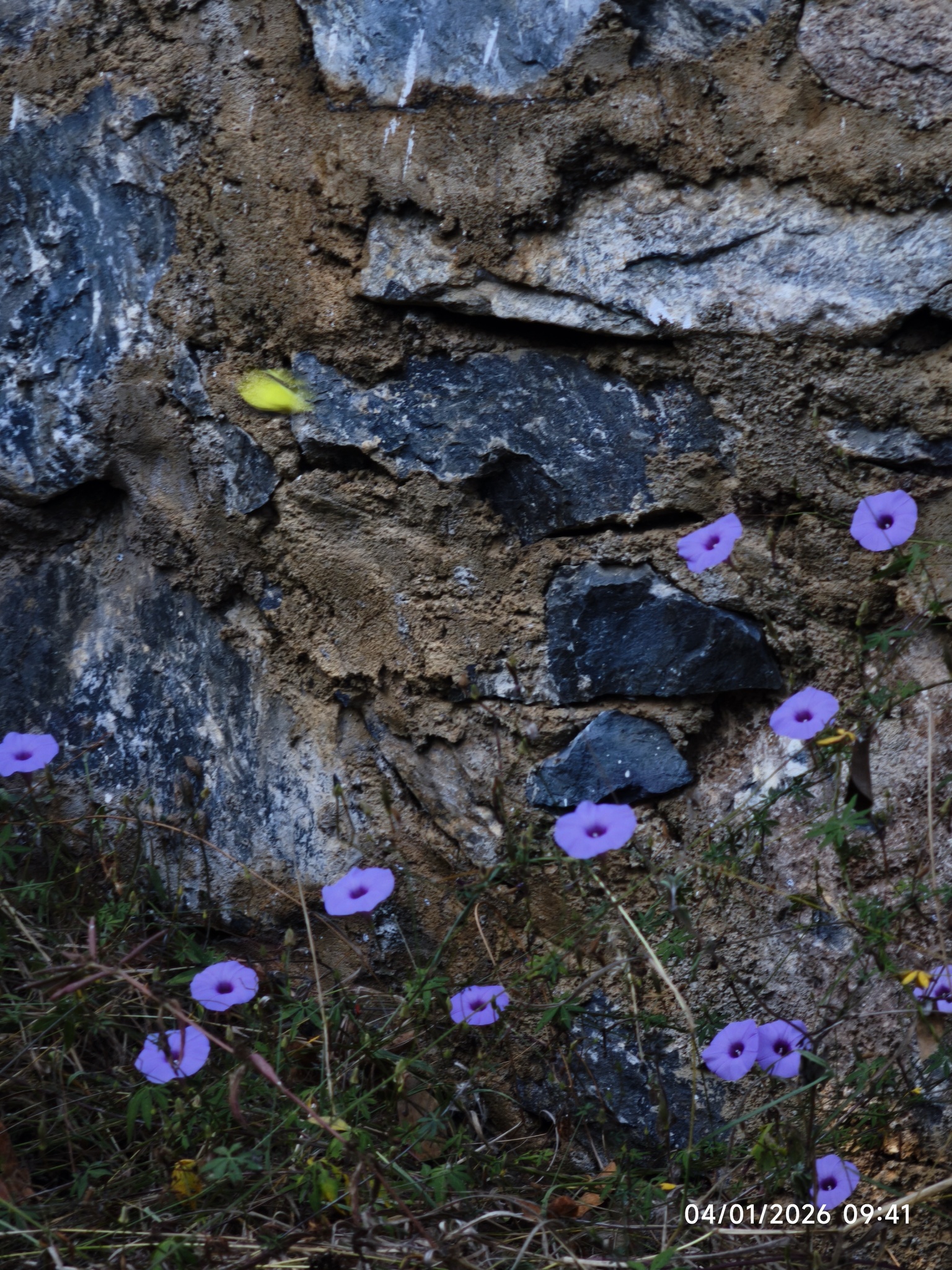 Imagem de corda-de-viola
