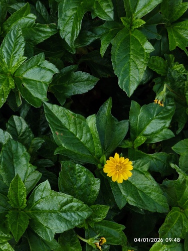 Trailing Daisy (Sphagneticola trilobata)