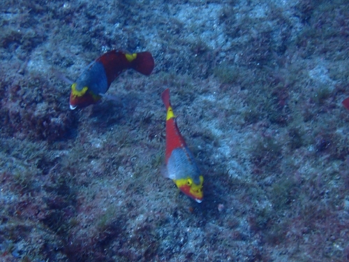 Parrot fish (Sparisoma cretense) — Scaridae