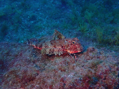 African gurnard (Chelidonichthys lastoviza) — Triglidae