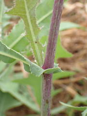 Launaea taraxacifolia
