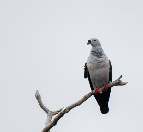 Spice Imperial Pigeon (Ducula myristicivora), photo 10