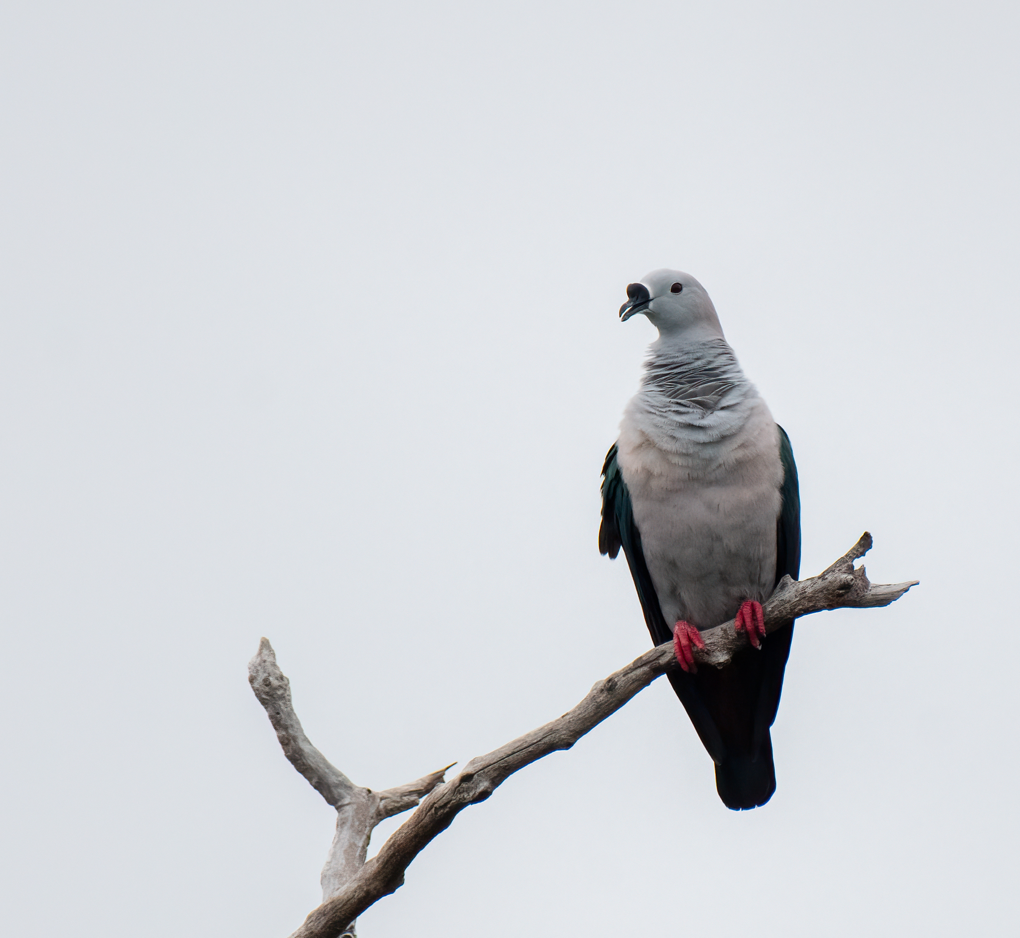 Spice Imperial Pigeon (Ducula myristicivora), photo 9