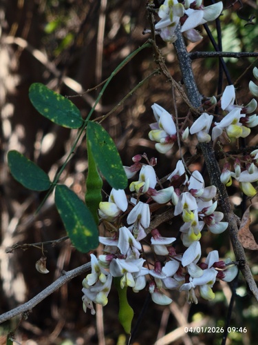 Samota (Coursetia glandulosa)