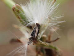 Launaea taraxacifolia