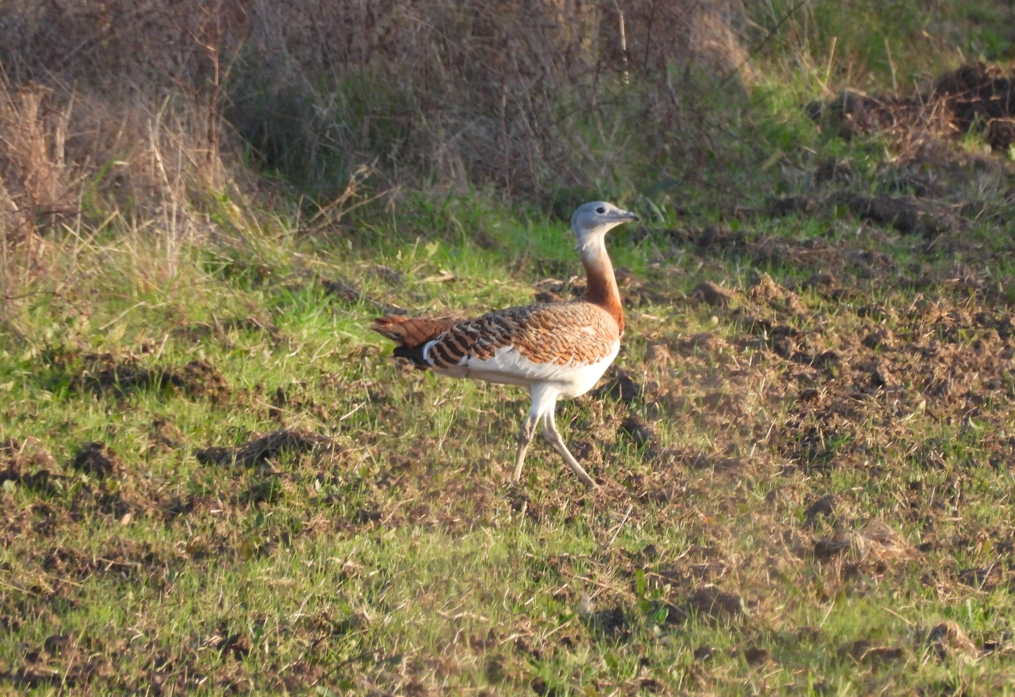 Great Bustard (Otis tarda), photo 2