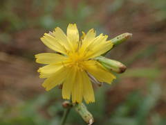 Launaea taraxacifolia