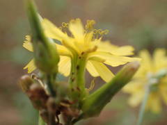 Launaea taraxacifolia