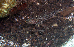 Istigobius decoratus