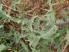 Launaea taraxacifolia