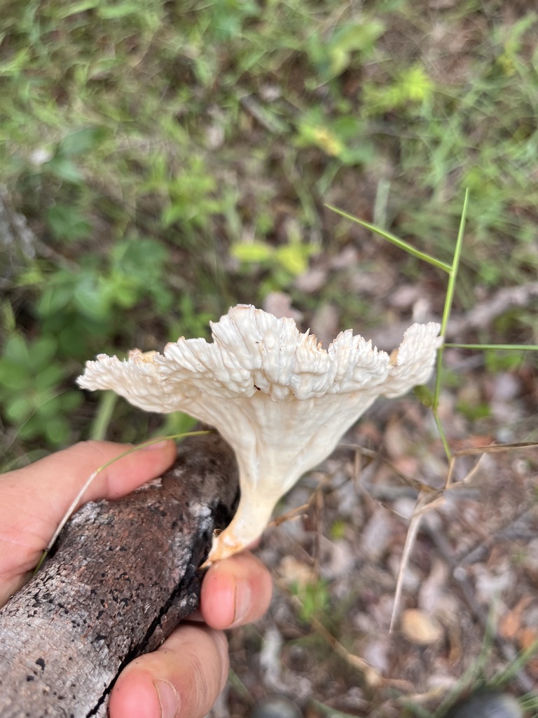 Cymatoderma caperatum · January 2026 · photo: © mariobarroso (iNaturalist, cc-by)