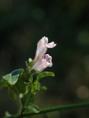 Scutellaria minor