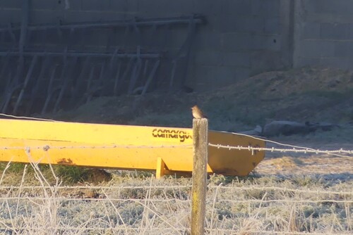 Crested Lark (Galerida cristata), photo 4