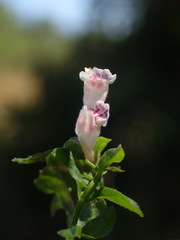 Scutellaria minor